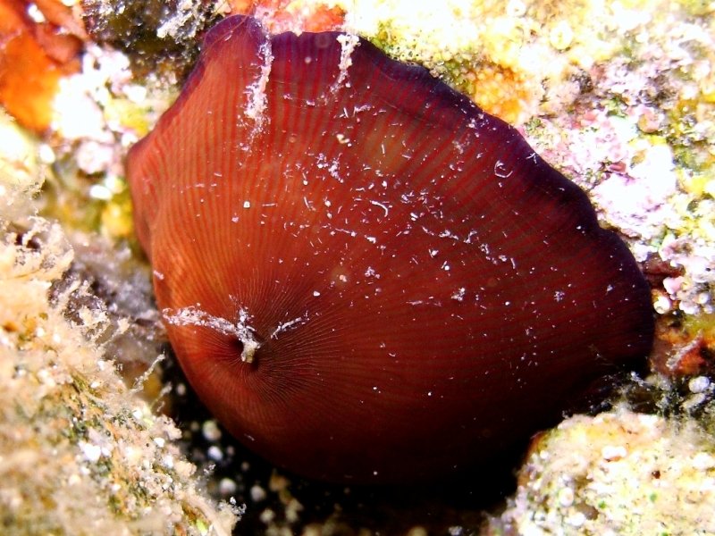 Actinia striata o Actinia schmidti (ex-A.equina)?